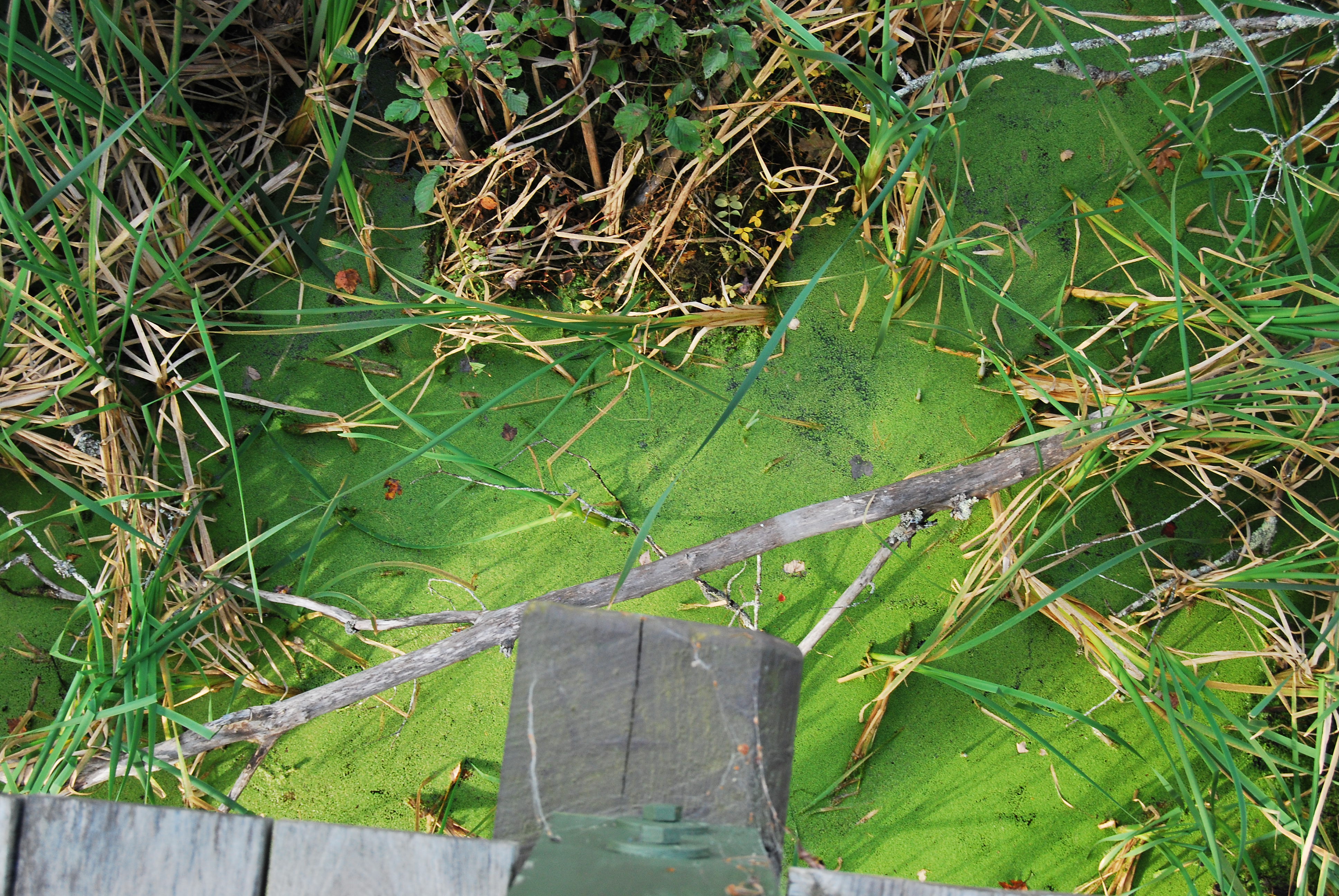 Algae on a marshy body of water