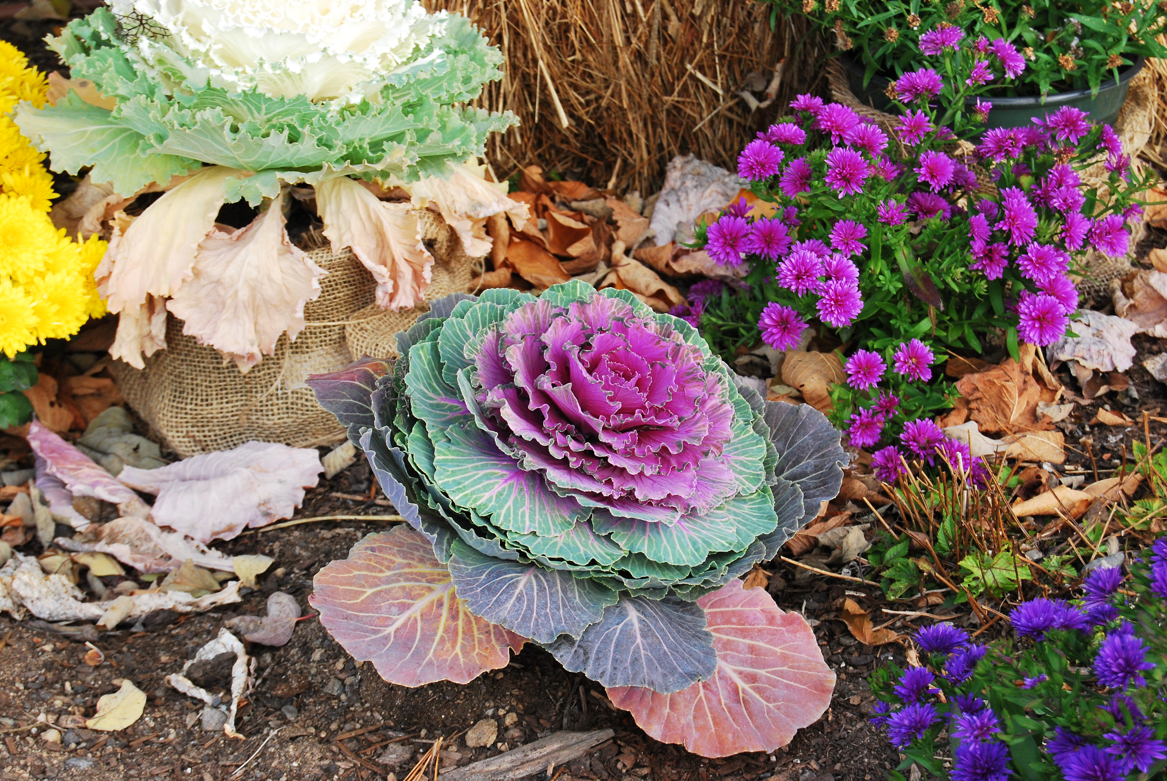 A lettuce like flower with green petals that grow to purple towards the center