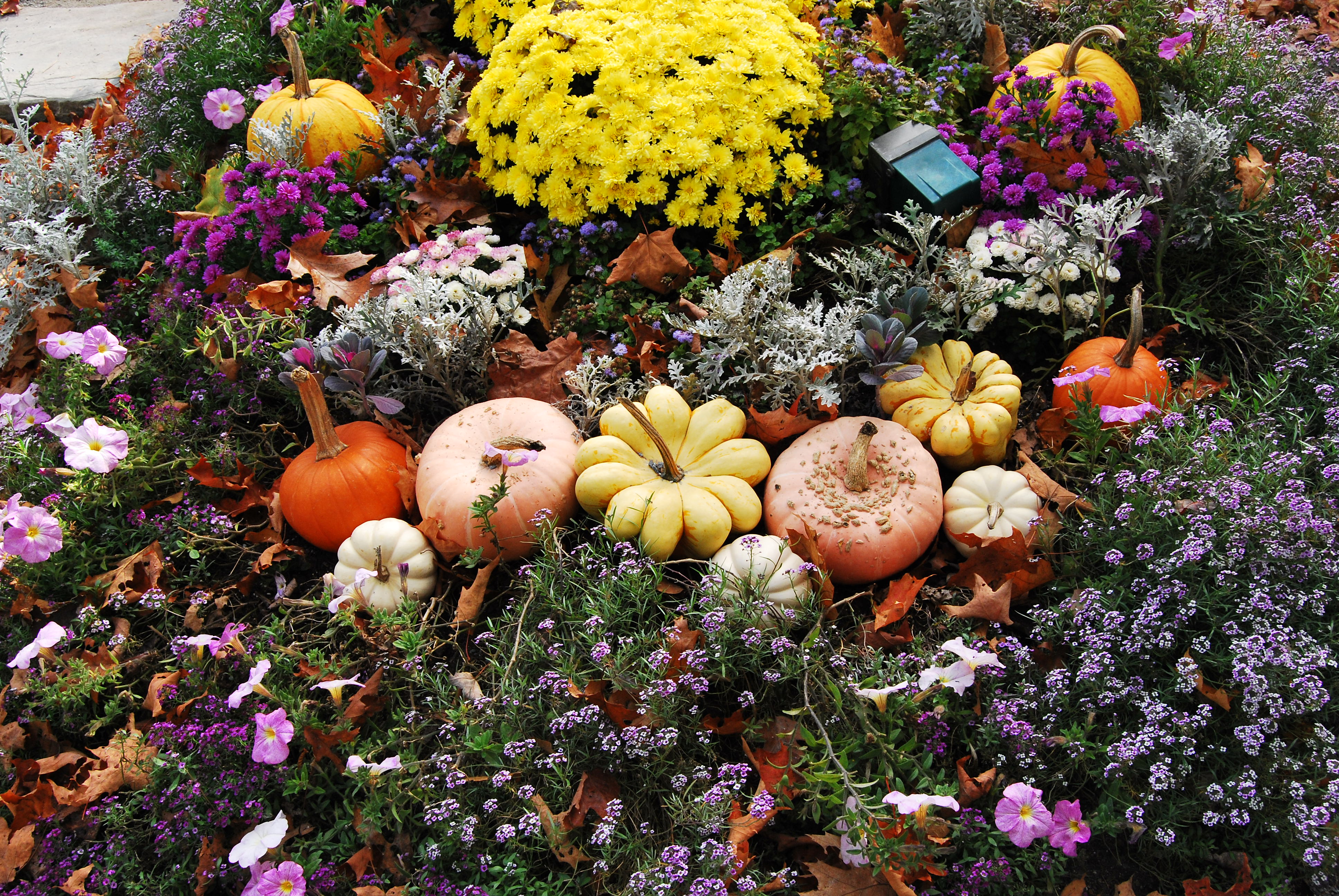 5 pumkins in a row pumpkins in a bed of flowers with a few other pumpkins placed throughout the frame
